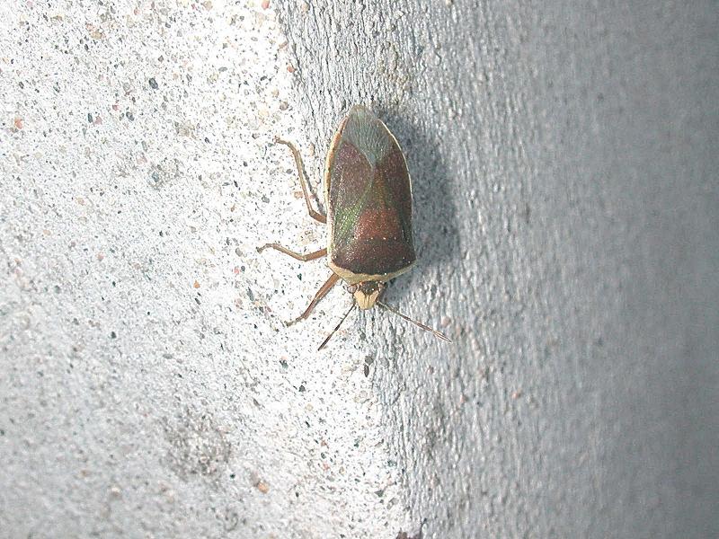 Ancora Cimice... ancora Nezara viridula ma... torquata